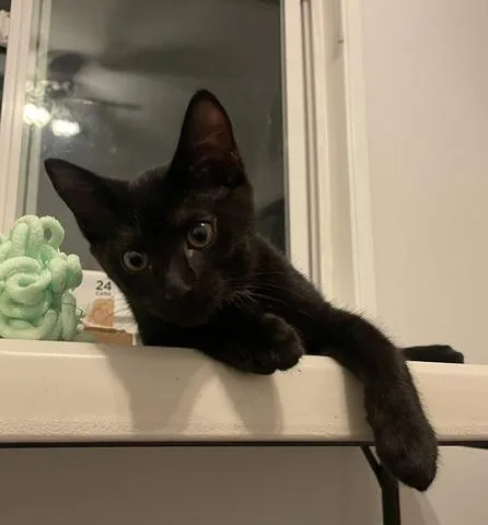 A baby medium-sized male Black Domestic Short Hair cat named Bobby for adoption in Oakville, WA