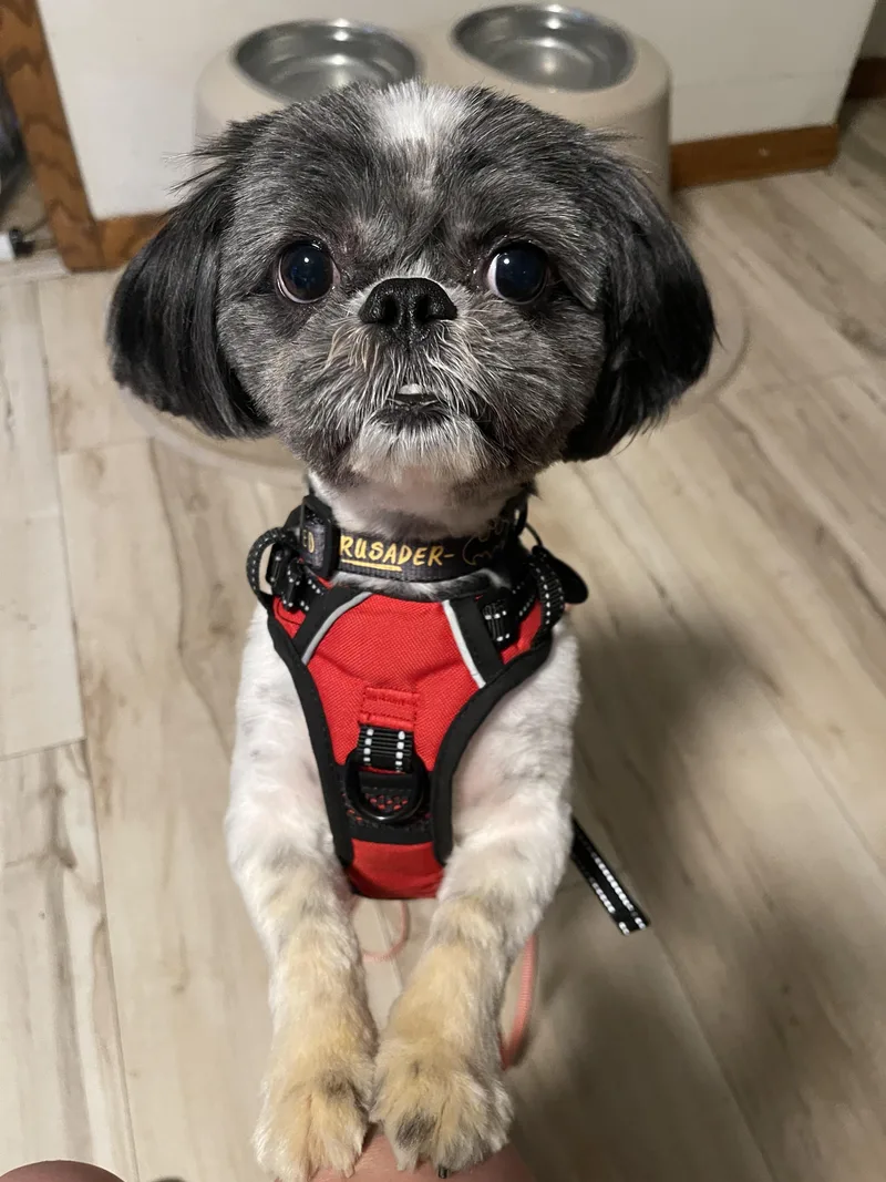 A young small-sized male Shih Tzu dog named Vigo for adoption in Addison, IL