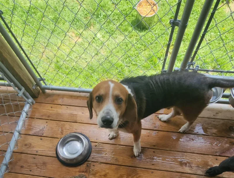A senior medium-sized male Beagle dog named Darell for adoption in Woodbury, NJ