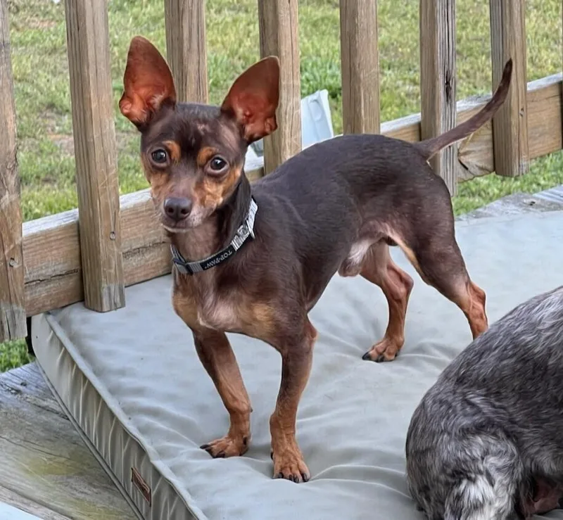 An adult small-sized male Brown / Chocolate Chihuahua dog named Finnegan for adoption in Milton, GA