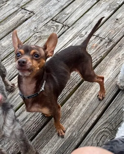 Finnegan thumbnail 3