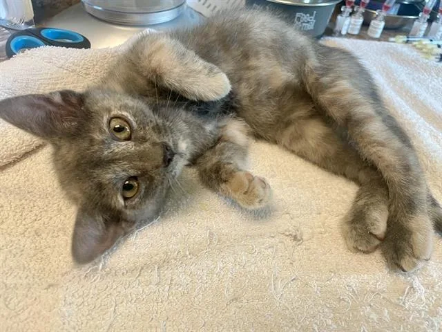 A baby medium-sized female Domestic Short Hair cat named Flounder for adoption in Clyde, NC