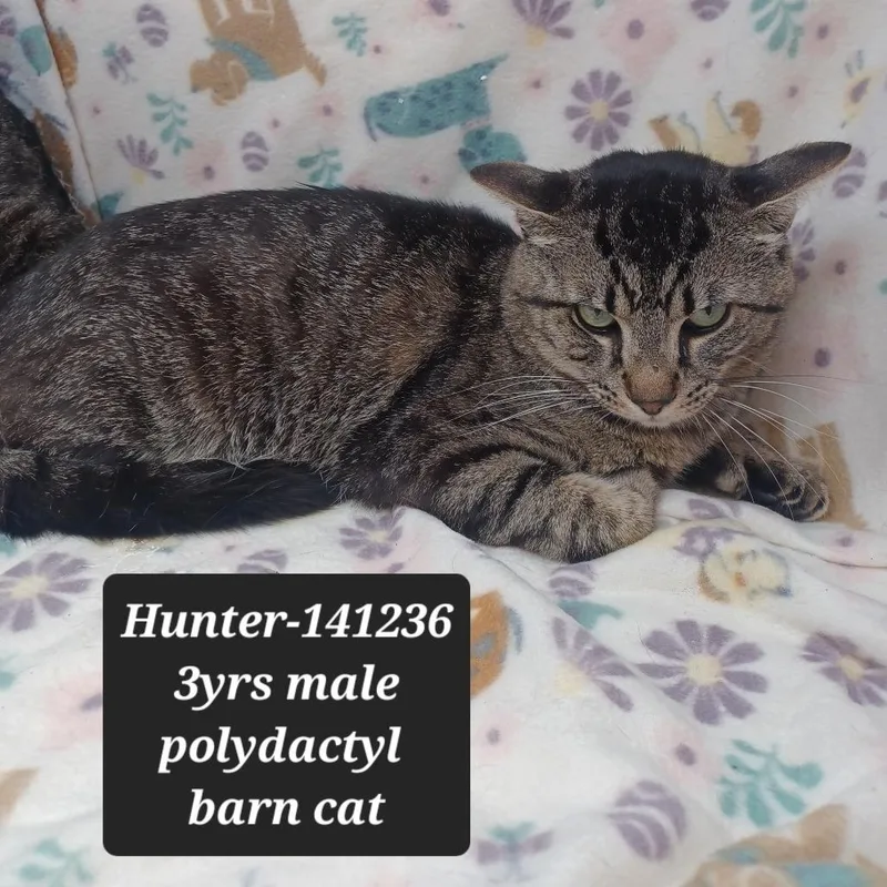 An adult small-sized male Domestic Short Hair cat named Hunter for adoption in New Tazewell, TN