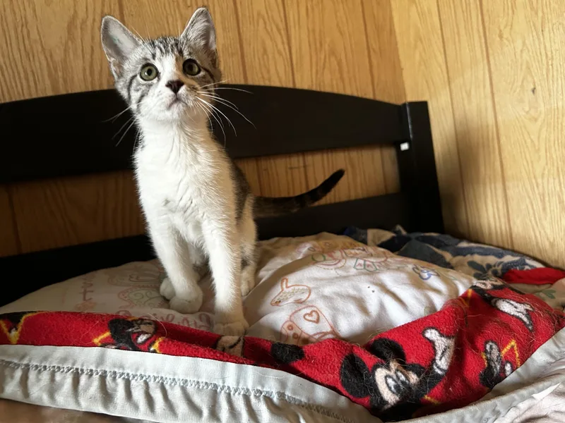 A baby small-sized male Blue Point Domestic Short Hair cat named Bubbles for adoption in Carnegie, OK