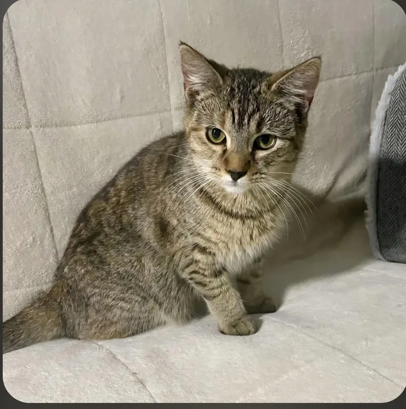 A young medium-sized female Tabby (Buff / Tan / Fawn) Tabby cat named Aria for adoption in Benson, MN