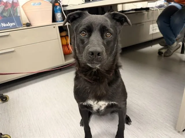 An adult medium-sized female Labrador Retriever dog named Kaisa for adoption in Colorado Springs, CO
