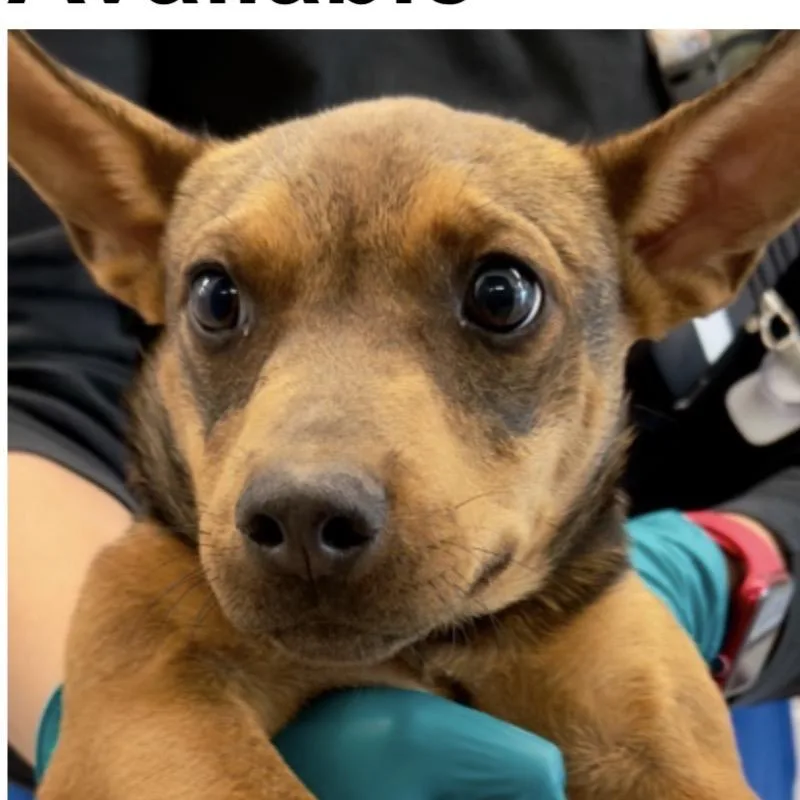 A baby small-sized female Jack Russell Terrier dog named FWT Peaches for adoption in Midland, TX