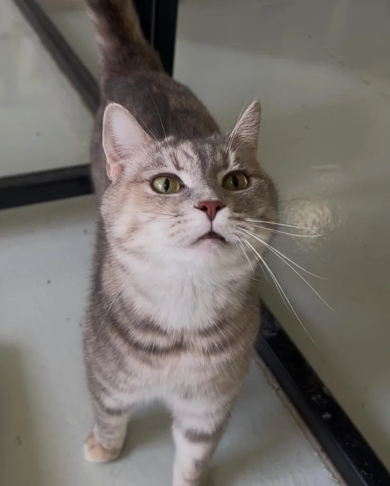 Jasmine  Mulan thumbnail 2