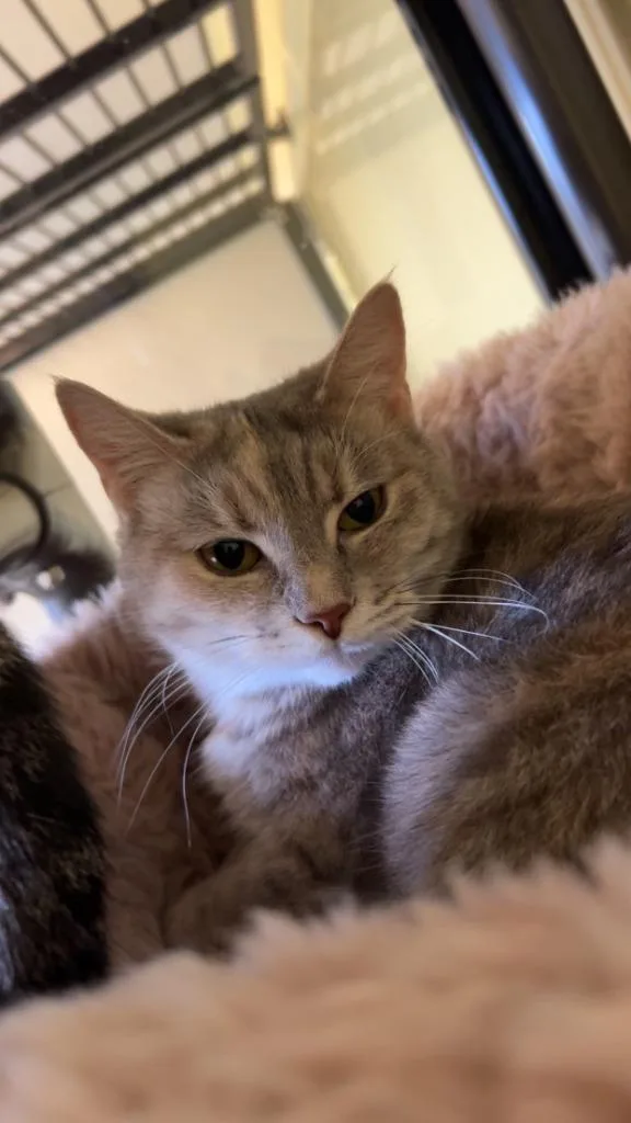 Jasmine  Mulan thumbnail 3