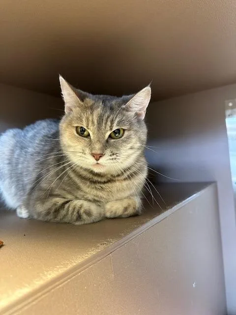 Jasmine  Mulan thumbnail 4