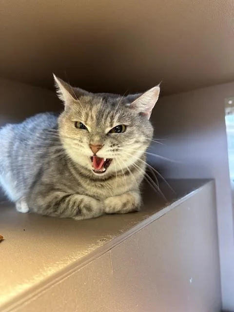 Jasmine  Mulan thumbnail 5