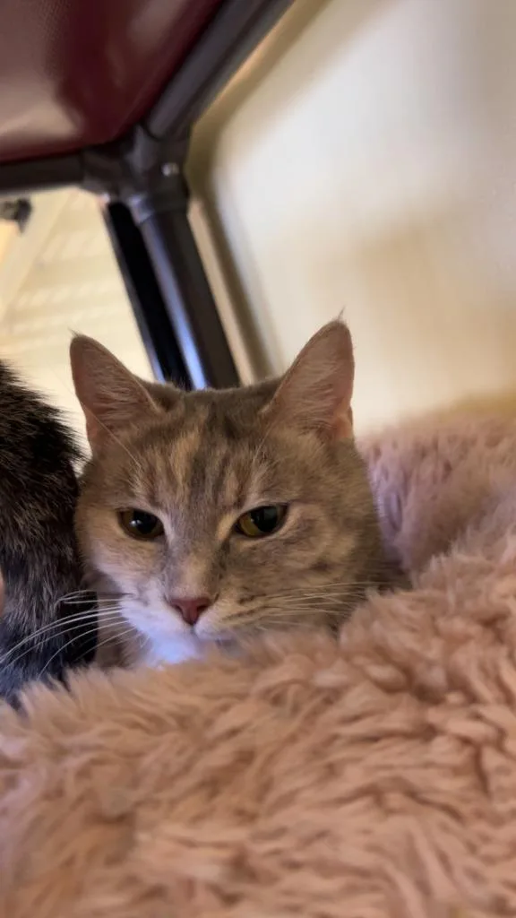 Jasmine  Mulan thumbnail 6