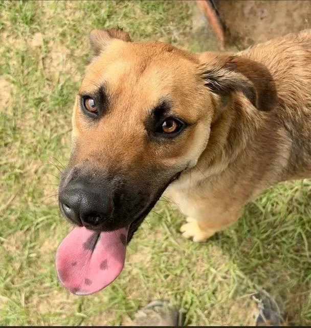 A young medium-sized female Golden Retriever dog named Honey  Months Ava for adoption in Sterling, MA