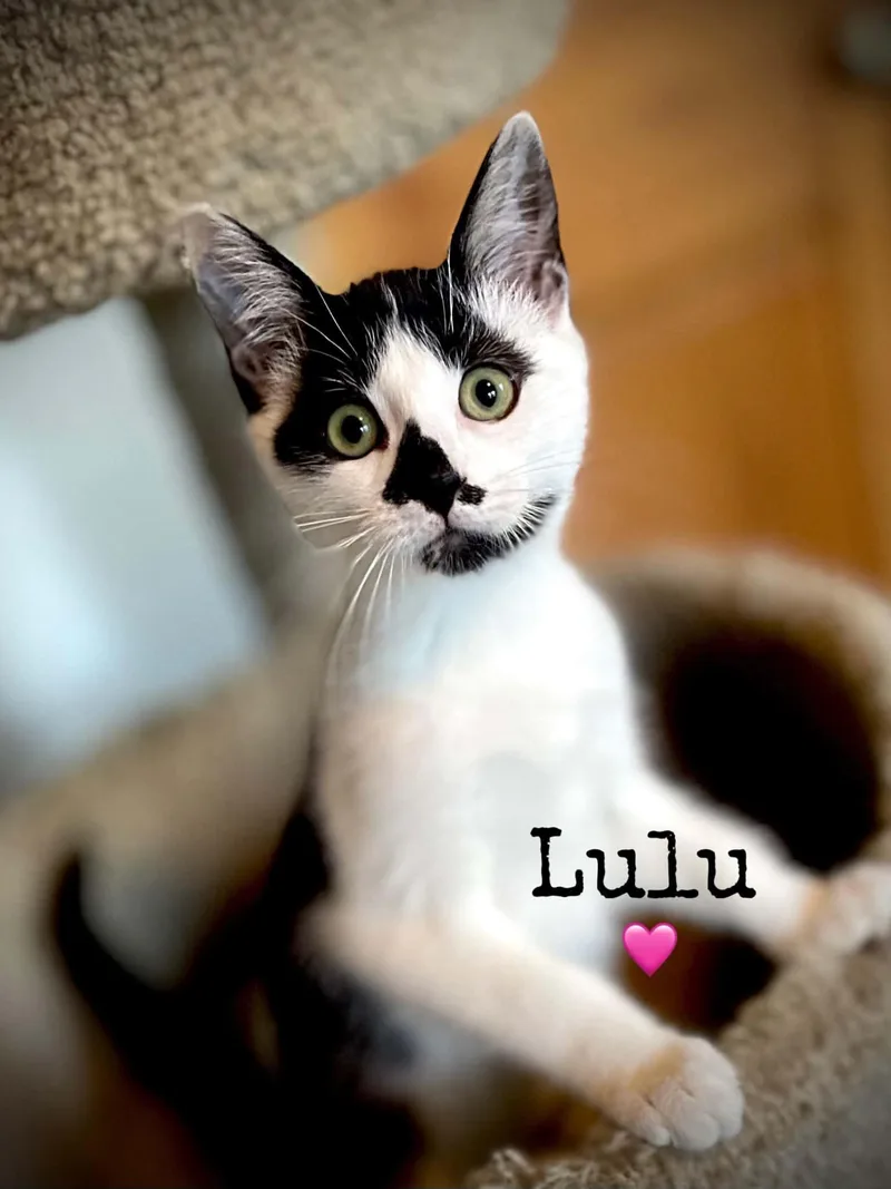 A baby medium-sized female Domestic Short Hair cat named LuLu for adoption in Dansville, NY