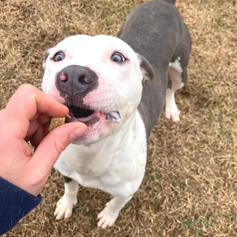 Pulled Pork Sammich thumbnail 2