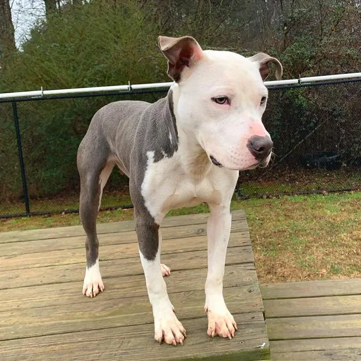 Pulled Pork Sammich thumbnail 3