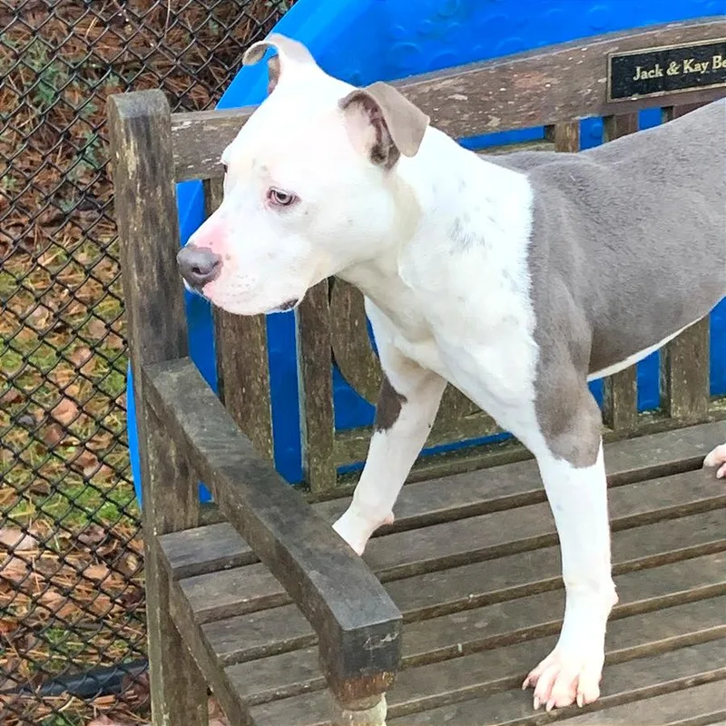 Pulled Pork Sammich thumbnail 4