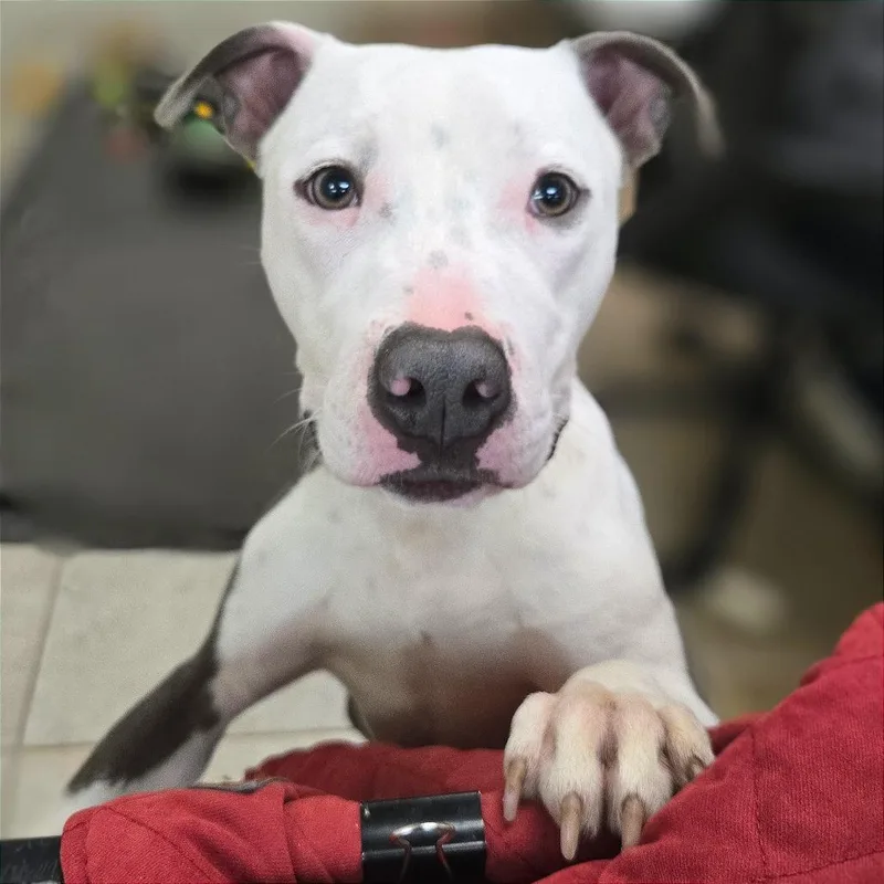 Pulled Pork Sammich thumbnail 5