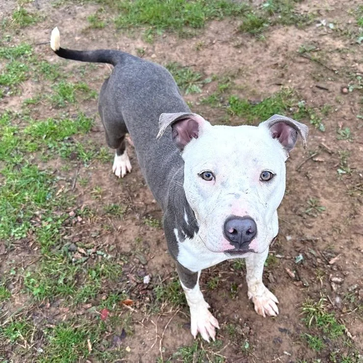 Pulled Pork Sammich thumbnail 6