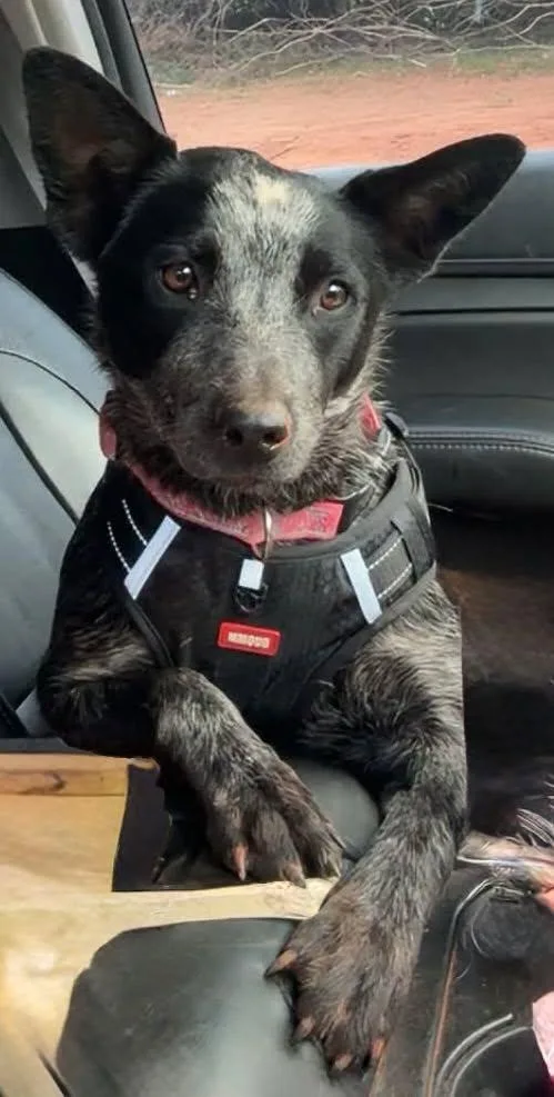 A young medium-sized female Australian Cattle Dog / Blue Heeler dog named Buttons for adoption in Oklahoma City, OK