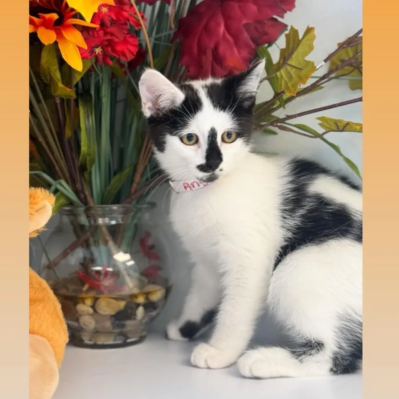 A young medium-sized male Domestic Medium Hair cat named Angus for adoption in Syosset, NY