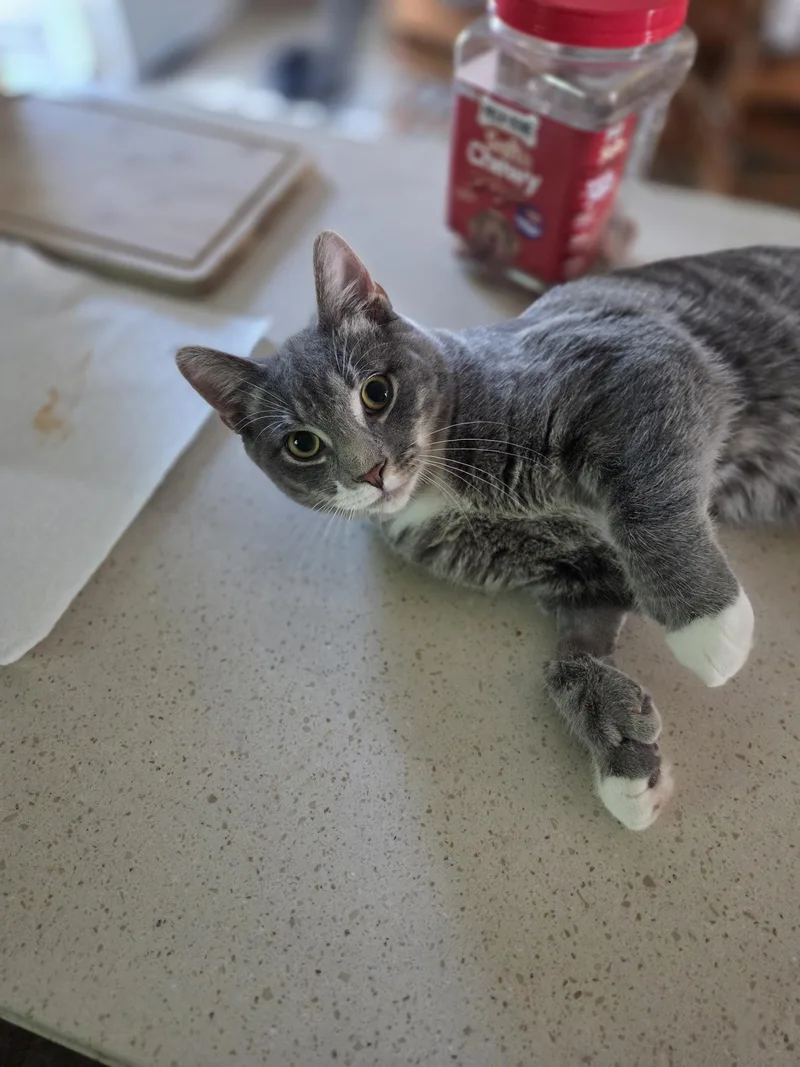 A young large-sized male Tabby (Gray / Blue / Silver) Domestic Short Hair cat named Cumin for adoption in Rochester, NY