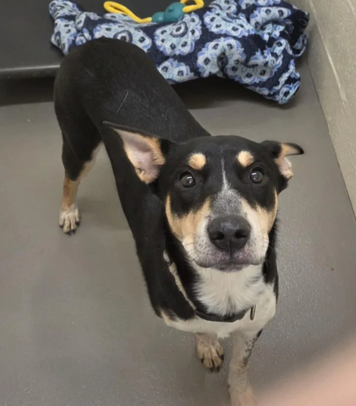 A young large-sized male Australian Cattle Dog / Blue Heeler dog named Bud for adoption in Hagerstown, MD