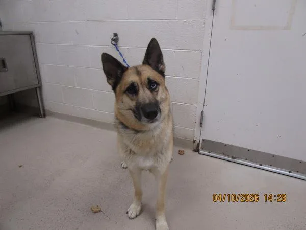 An adult large-sized male German Shepherd Dog dog named General for adoption in Marietta, GA