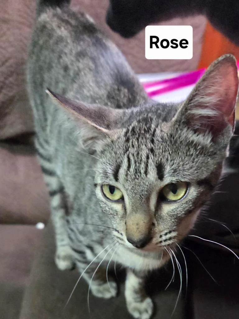 A baby medium-sized female Domestic Short Hair cat named Rose for adoption in Spring, TX