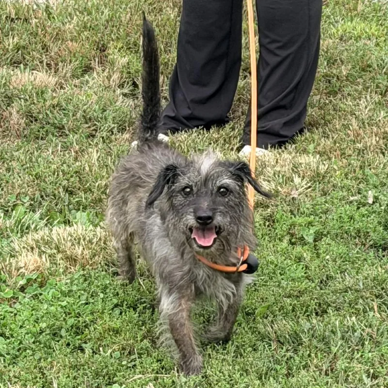 A senior small-sized male Terrier dog named Toto for adoption in Warrensburg, MO