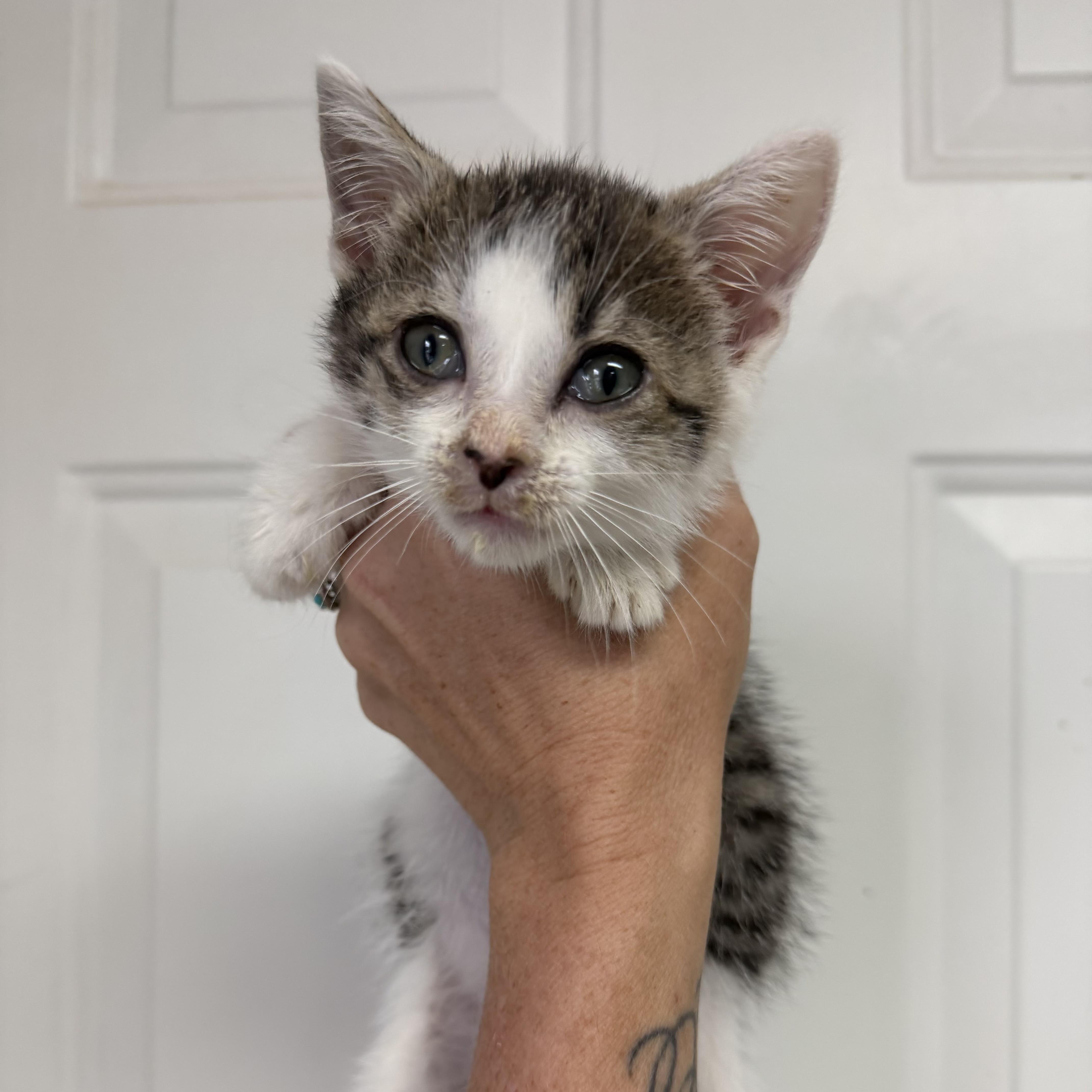 A baby medium-sized male Tabby cat named Squidward for adoption in Columbia, SC