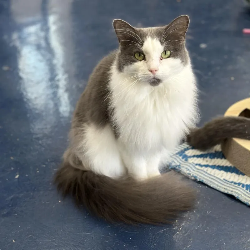 Lucy Lou thumbnail 4