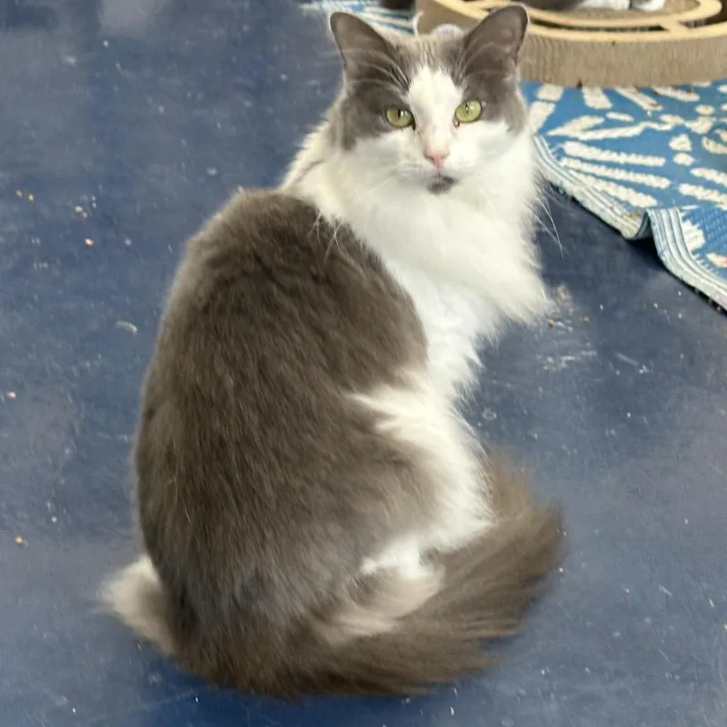 Lucy Lou thumbnail 5