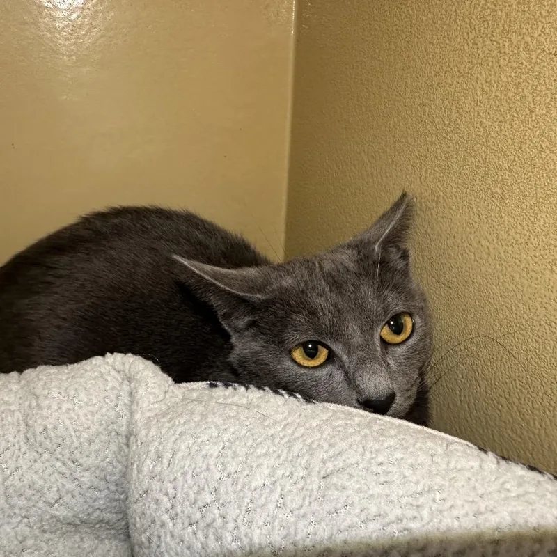 A young medium-sized female Gray / Blue / Silver Domestic Short Hair cat named Cavalier for adoption in Spokane, WA