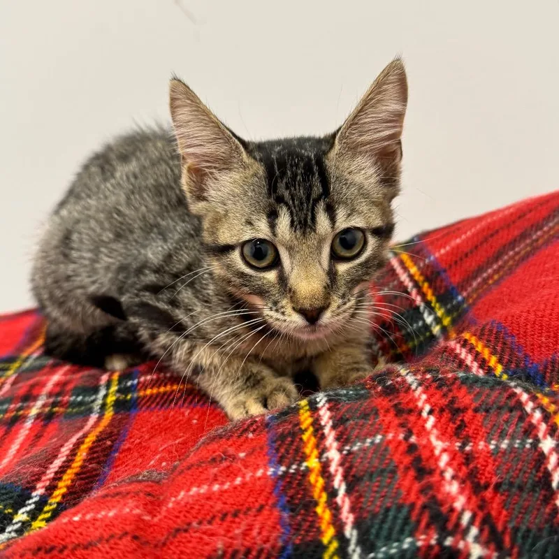 A baby small-sized female Brown / Chocolate Domestic Short Hair cat named Strawberry City Of Industry for adoption in Chino Hills, CA