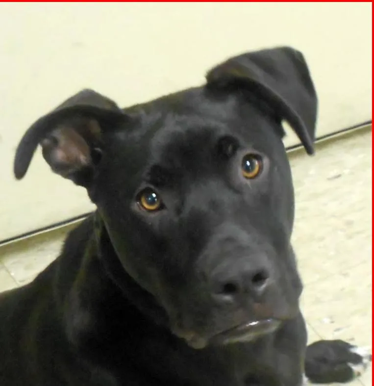 A baby medium-sized male Black Labrador Retriever dog named Karl for adoption in Paris, KY