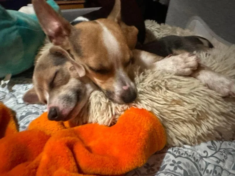 A young small-sized female Brown / Chocolate Chihuahua dog named Cinnabon for adoption in Bend, OR