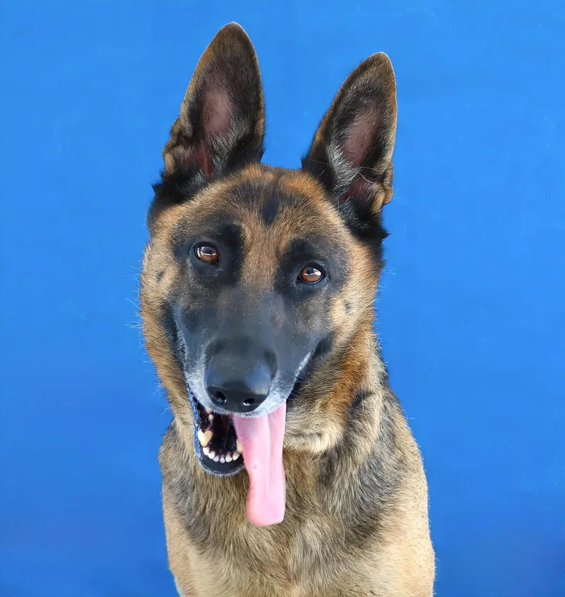 An adult large-sized female German Shepherd Dog dog named Lady for adoption in Pasadena, CA