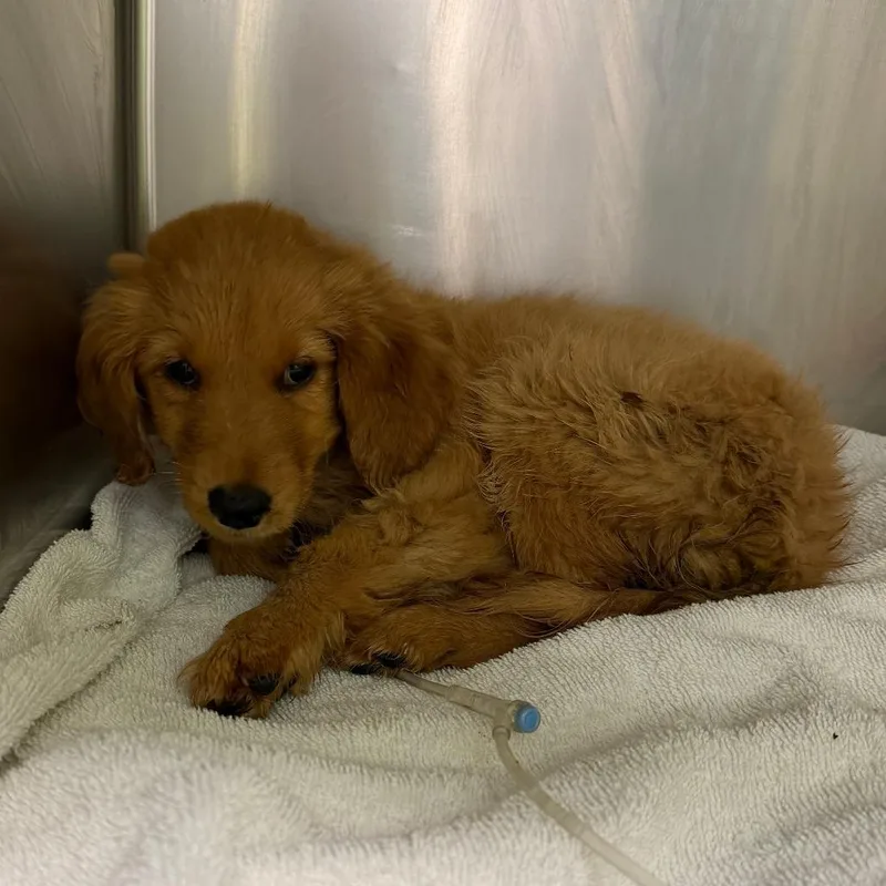 A baby small-sized female Golden Golden Retriever dog named Merida for adoption in Austin, TX