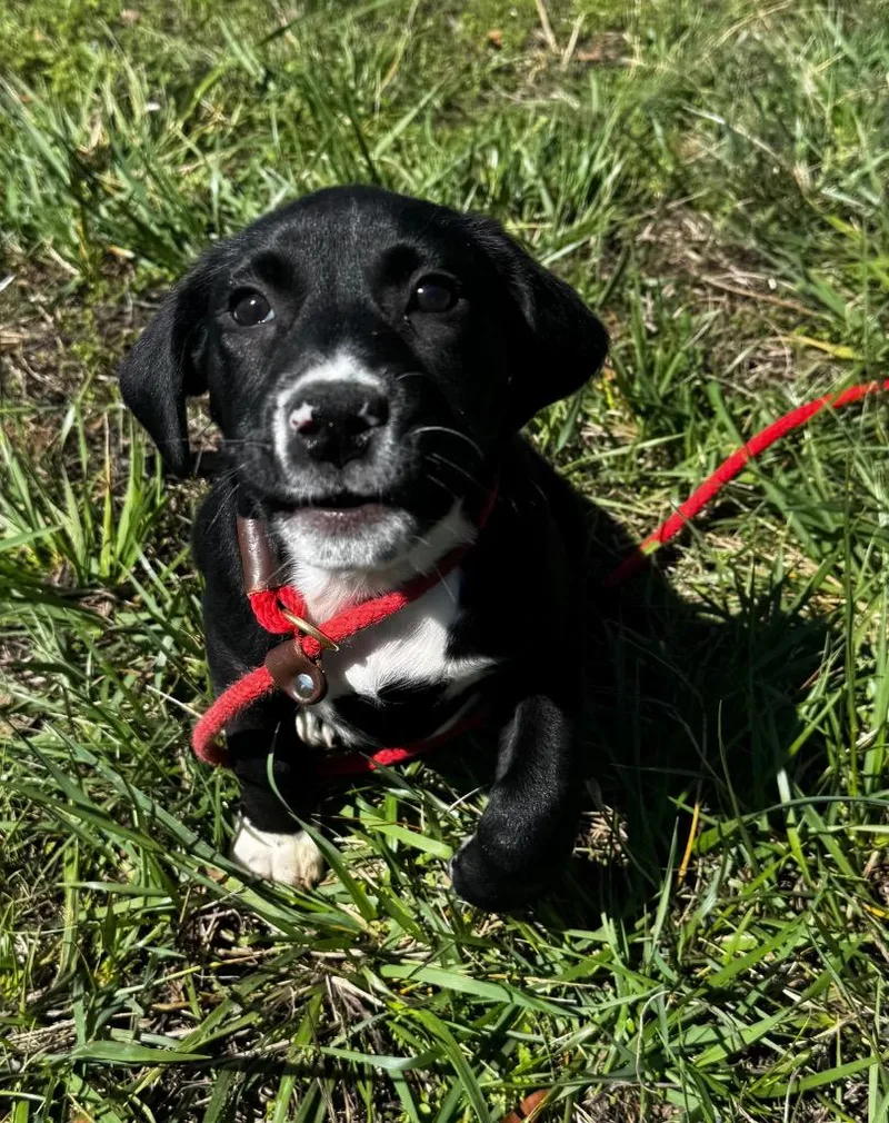 A baby medium-sized female Labrador Retriever dog named Babbler for adoption in Clinton, SC