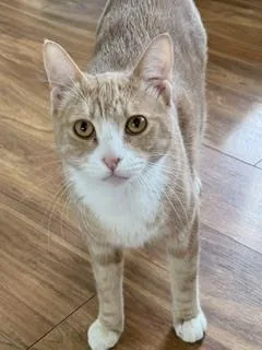 A young large-sized male Domestic Short Hair cat named Ping for adoption in Bend, OR
