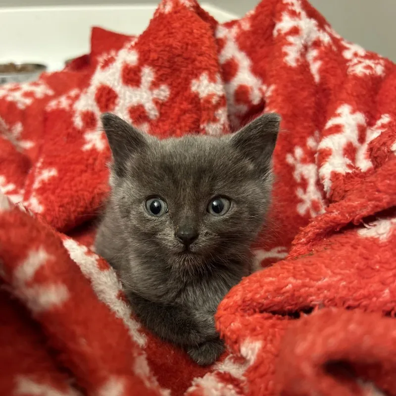 A baby small-sized male Domestic Short Hair cat named Hendrix for adoption in West Olive, MI