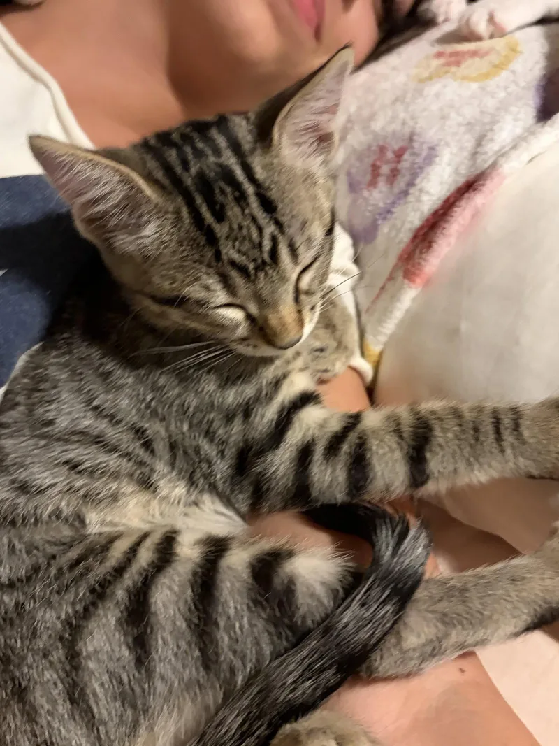 A baby medium-sized male Domestic Short Hair cat named Junior for adoption in Phoenix, AZ