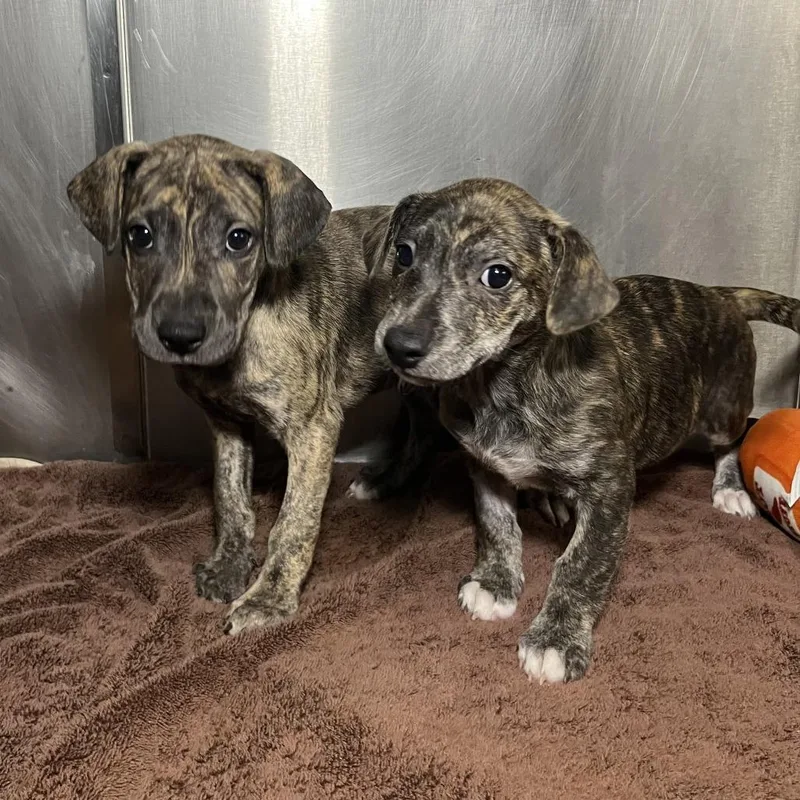 A baby small-sized male Brindle Terrier dog named Pegasus for adoption in Palm Springs, CA