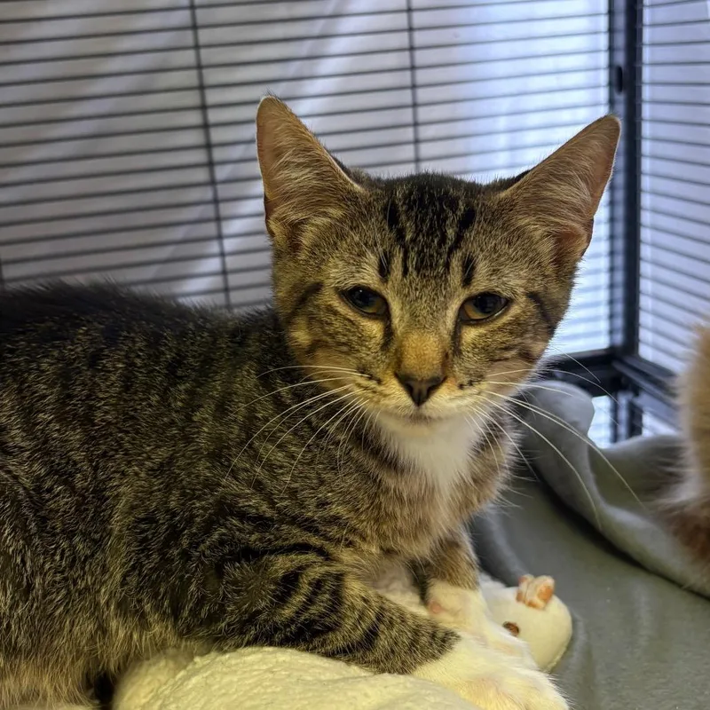 A baby small-sized male Brown / Chocolate Domestic Short Hair cat named Adam Park for adoption in Norfolk, NE