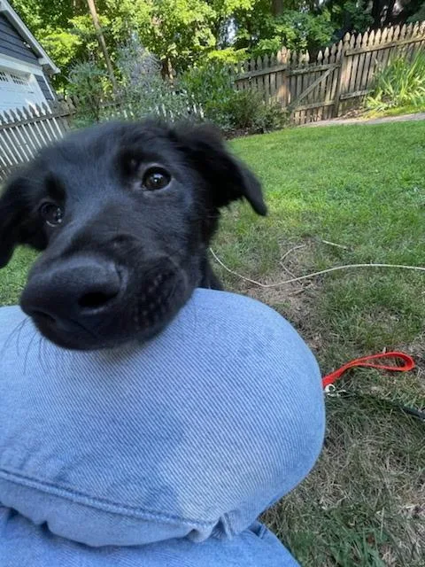 A baby medium-sized female Black Patterdale Terrier / Fell Terrier dog named Hadley for adoption in Riverdale, NJ