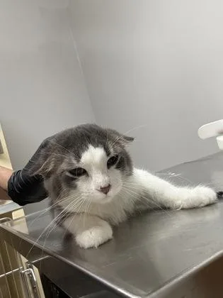 A baby medium-sized male Domestic Short Hair cat named Staten for adoption in Pequot Lakes, MN
