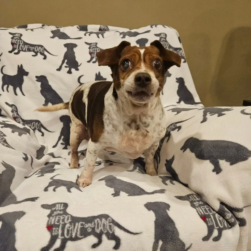 A senior medium-sized female Brown / Chocolate Beagle dog named Stucco for adoption in Jackson, MO