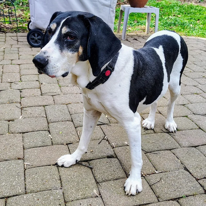 An adult medium-sized female Coonhound dog named Betty for adoption in Cincinnati, OH