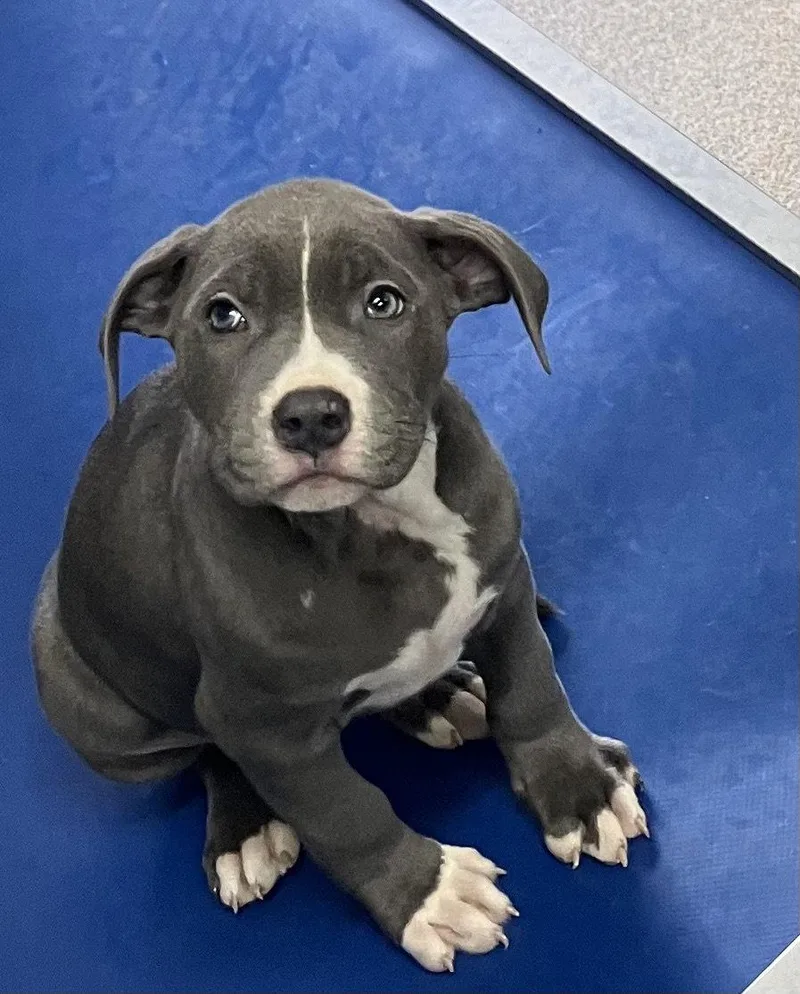 Fable  Months Female